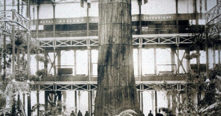 De 'moeder van het bos' op de tentoonstelling in het Crystal Palace, Londen, 1859. Dit is enkel de bast.