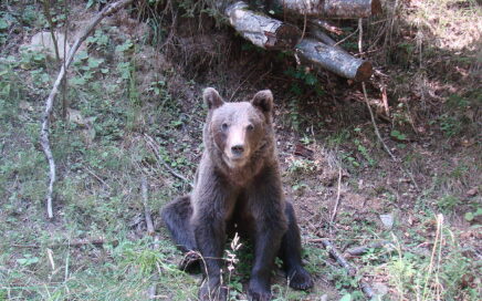 Bruine beer in Transsylvanië, Roemenië, Denes Feri via Wikimedia Commons, rechtenvrije foto