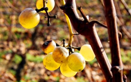 Meeldauw op druiven - Franse wijnproductie daalt in 2024